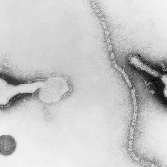 Spreading The Common Cold with A Twist : Human Parainfluenza Virus